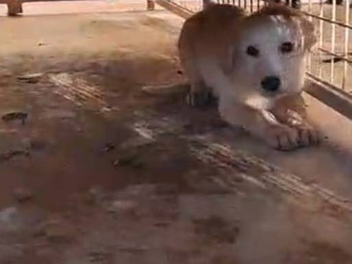 Adotta un cane, taglia media, femmina, Benevento