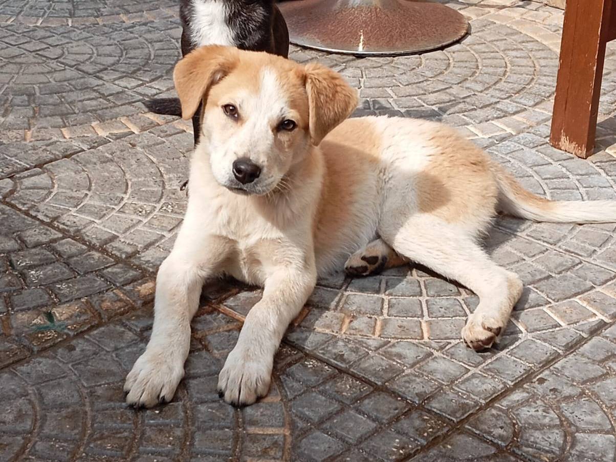 Adozione cane, femmina, Razza sconosciuta Razza sconosciuta, 2 mesi, taglia media, Caserta