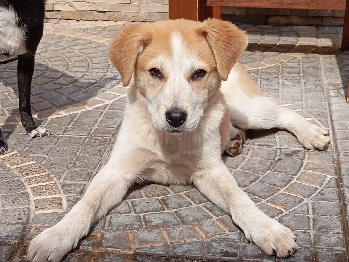Adotta un cane, femmina, 2 mesi, Caserta