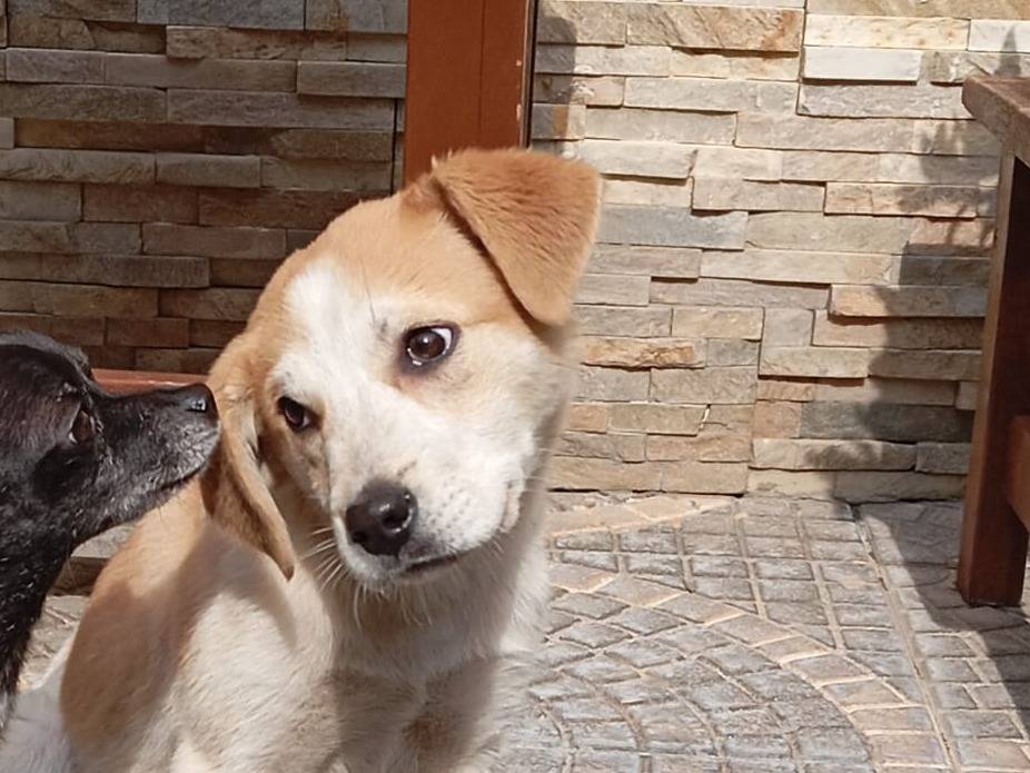 Vuoi adottare un cane a Caserta?
