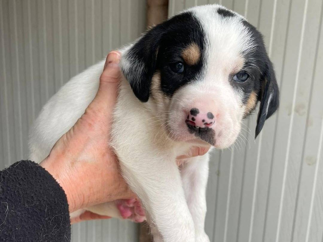 Adozione cane, maschio, Segugio Razza sconosciuta, 1 mesi, taglia media, Frosinone