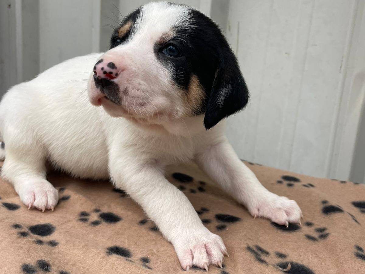 Adotta un cane, maschio, 1 mesi, Frosinone