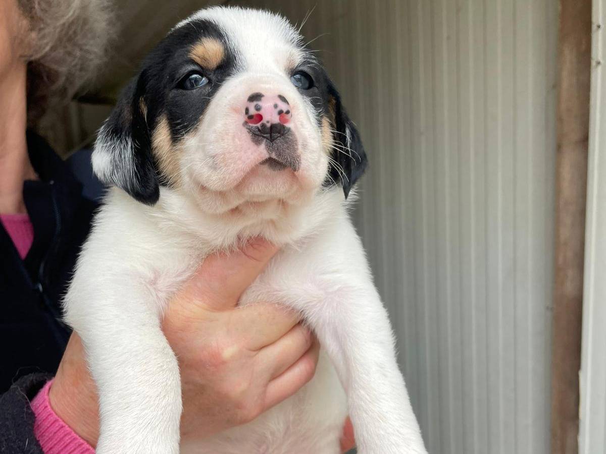 Vuoi adottare un cane a Frosinone?