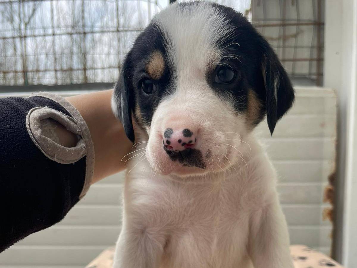 Adotta il cane LEONE a Frosinone