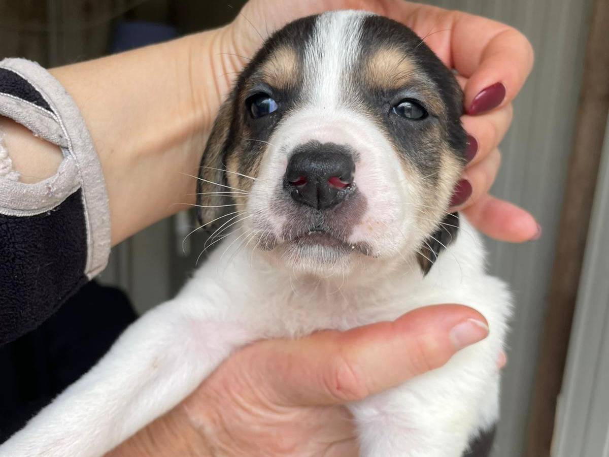 Adotta un cane, femmina, 1 mesi, Frosinone