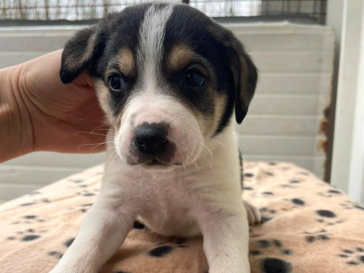 Adotta un cane, taglia media, femmina, Frosinone