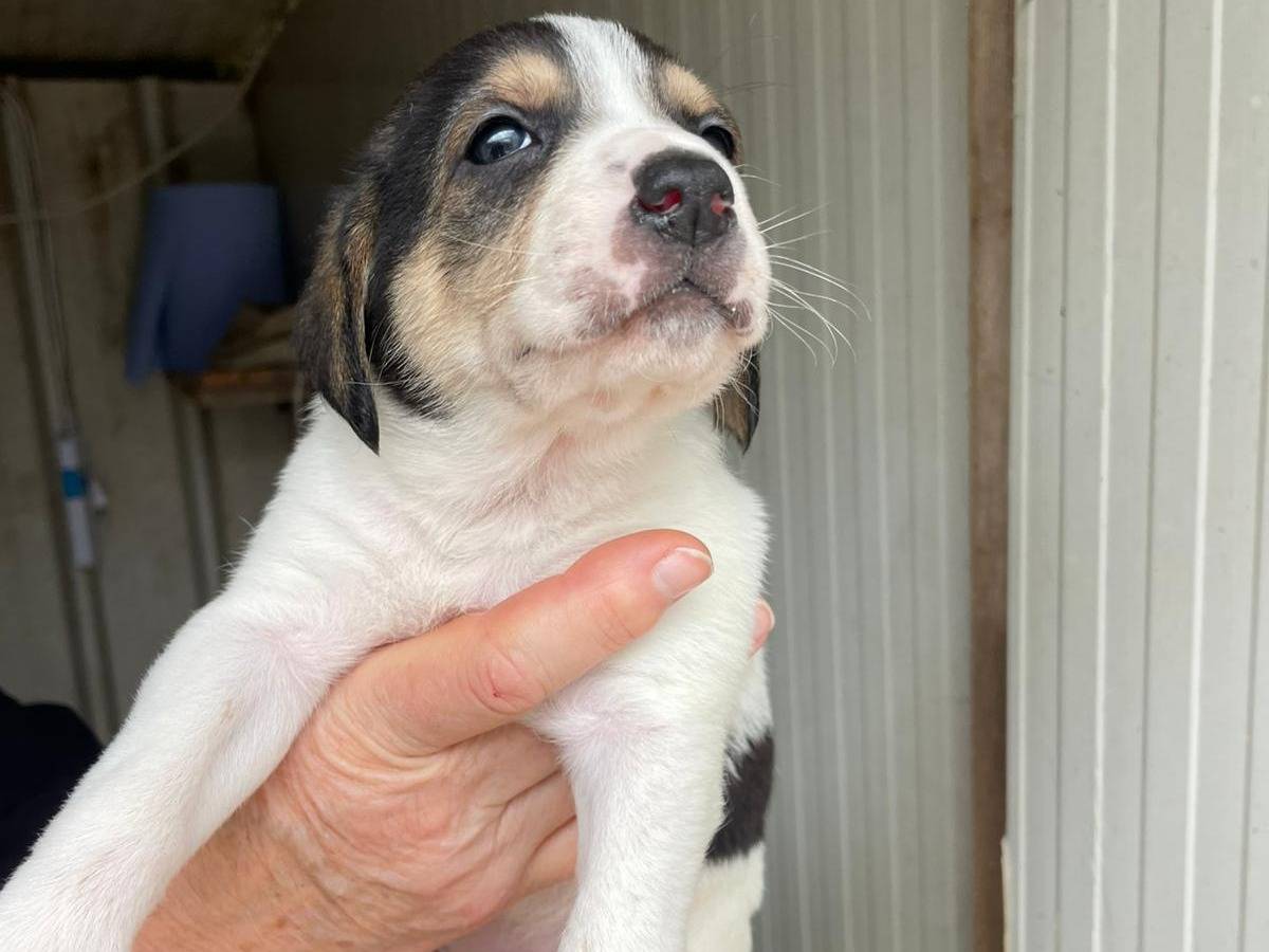 Adotta il cane ELETTRA a Frosinone