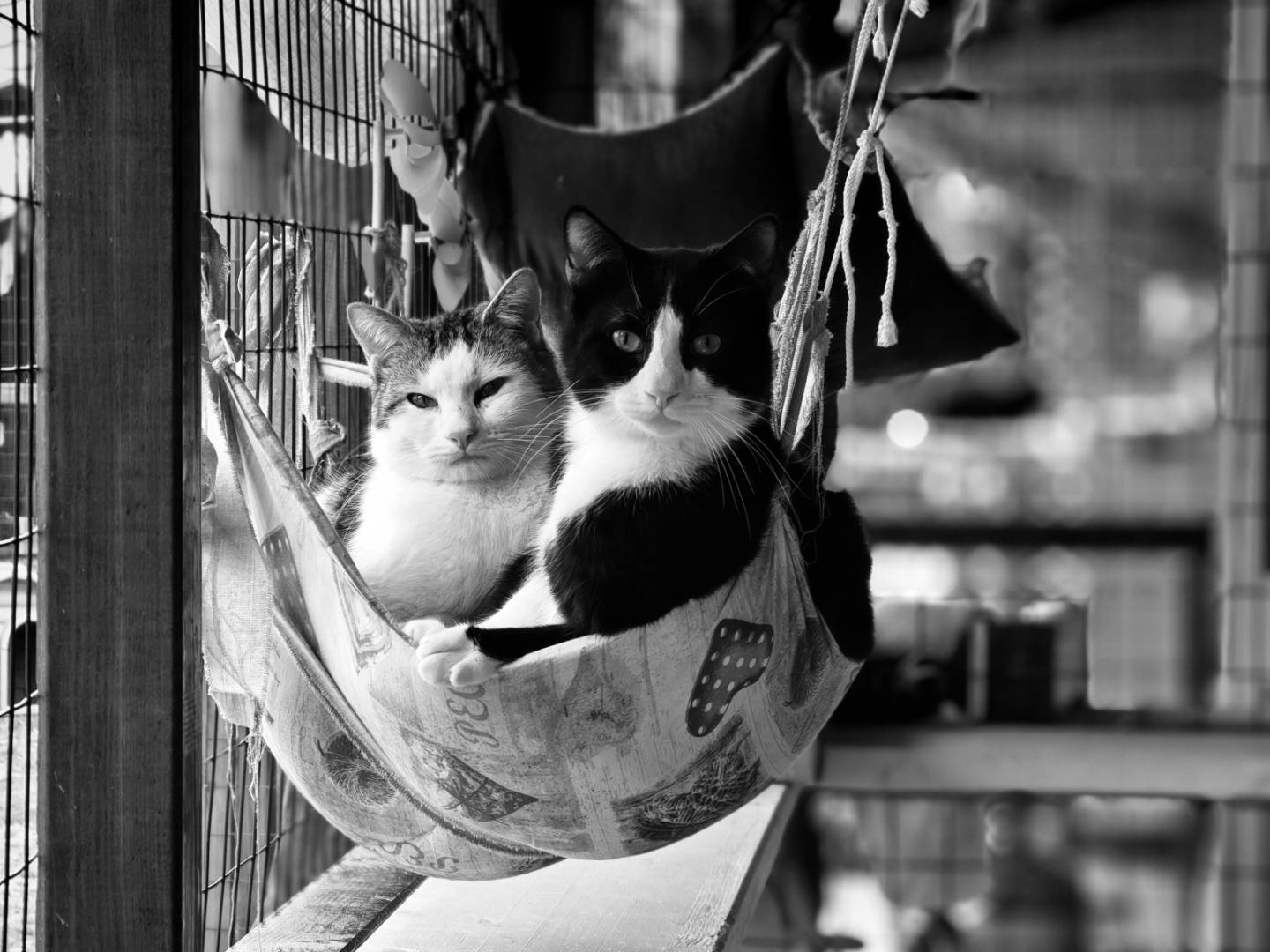 Adozione gatto, maschio, Razza sconosciuta Razza sconosciuta, 11 mesi, taglia non valida, Brescia