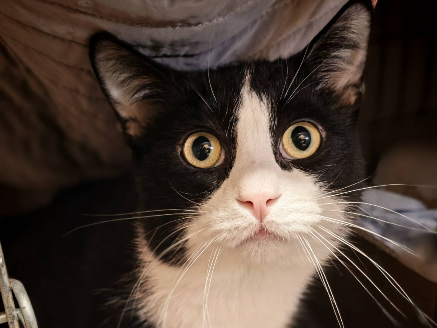 Adotta un gatto, maschio, 11 mesi, Brescia