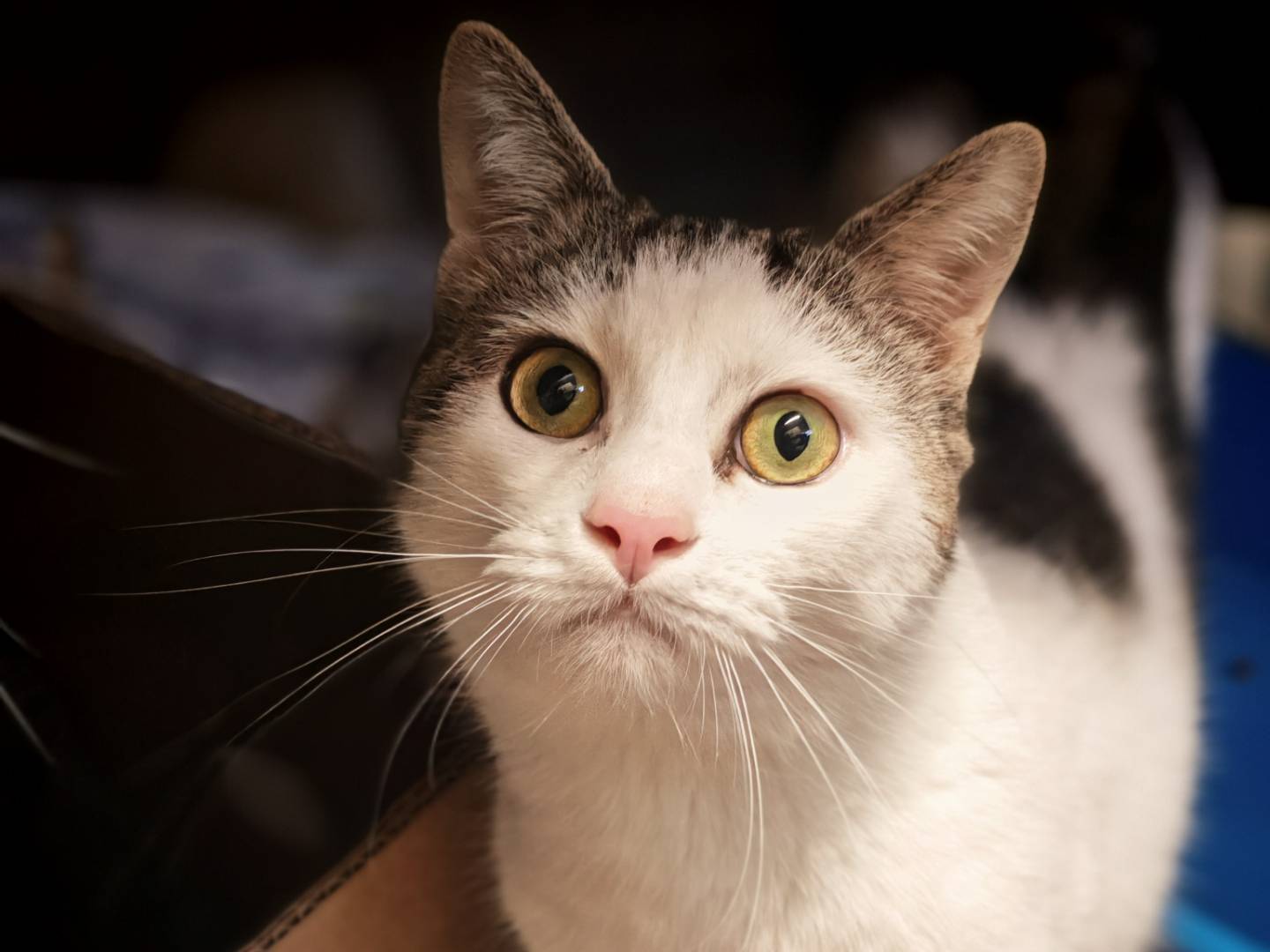 Adotta un gatto, taglia non valida, maschio, Brescia