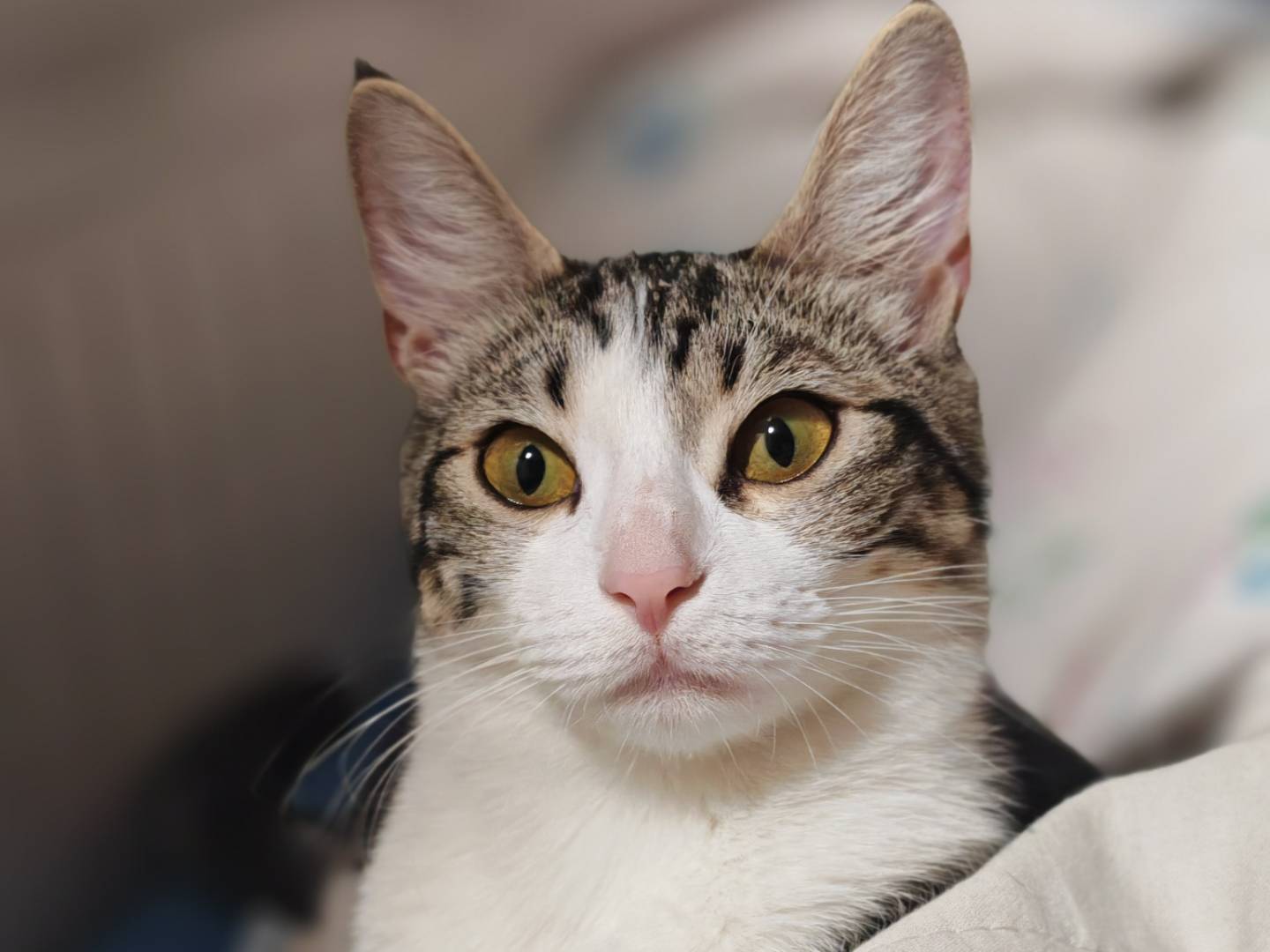 Adozione gatto, femmina, Razza sconosciuta Razza sconosciuta, 7 mesi, taglia non valida, Brescia