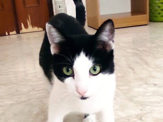 Adotta un gatto, taglia non valida, maschio, Barletta