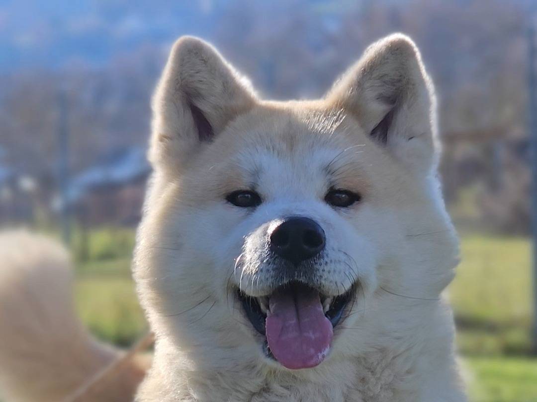 Adozione cane, femmina, Akita Razza sconosciuta, 5 anni e 11 mesi, taglia grande, Rieti