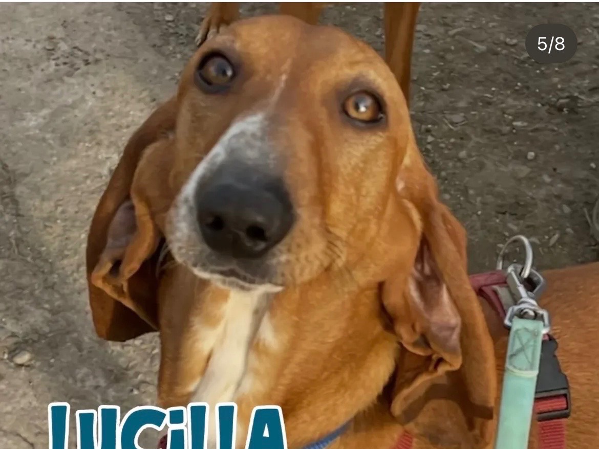 Adozione cane, femmina, Segugio Razza sconosciuta, 11 mesi, taglia media, Milano