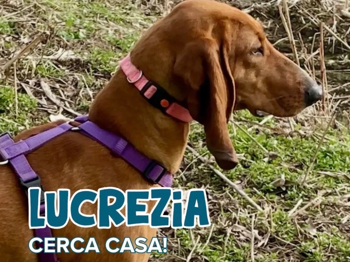 Adozione cane, femmina, Segugio Razza sconosciuta, 11 mesi, taglia media, Milano