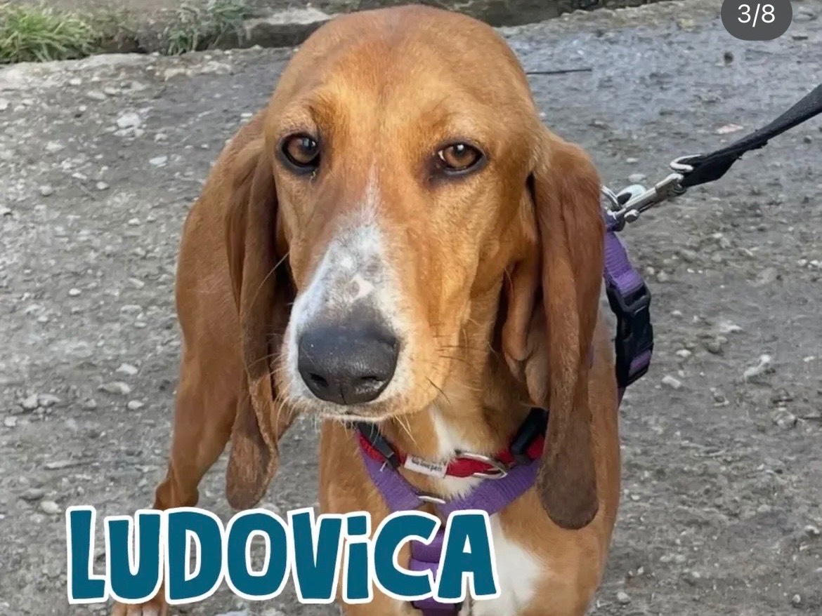 Adozione cane, femmina, Segugio Razza sconosciuta, 11 mesi, taglia media, Milano