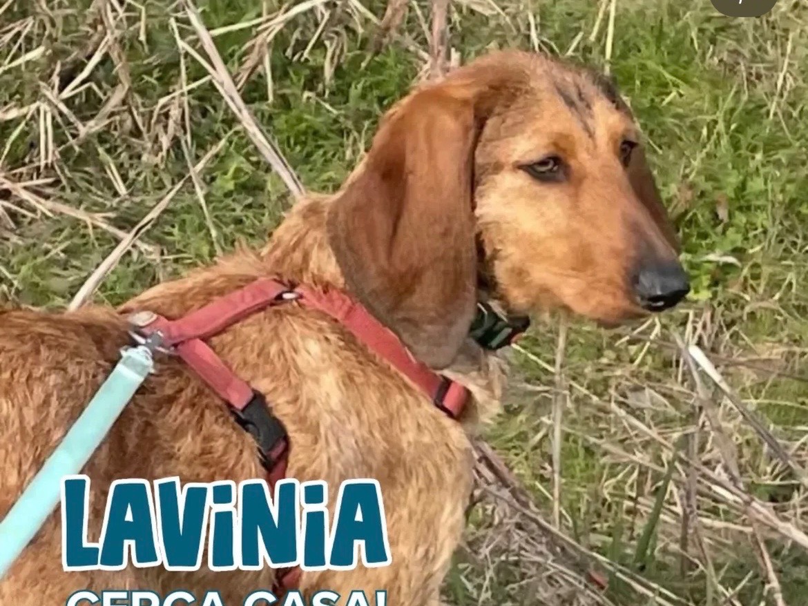 Adozione cane, femmina, Segugio Razza sconosciuta, 11 mesi, taglia media, Milano