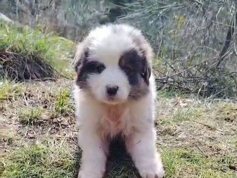 Adozione cane, maschio, Razza sconosciuta Razza sconosciuta, 2 mesi, taglia grande, Crotone