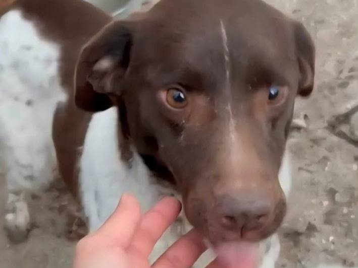 Adozione cane, femmina, Razza sconosciuta Razza sconosciuta, 5 anni e 2 mesi, taglia media contenuta, Caserta