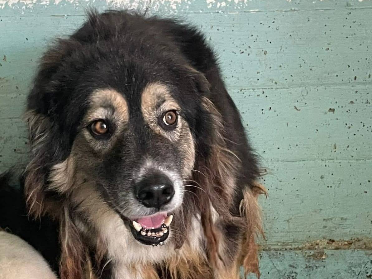 Adozione cane, maschio, Razza sconosciuta Razza sconosciuta, 7 anni e 1 mese, taglia grande, Crotone