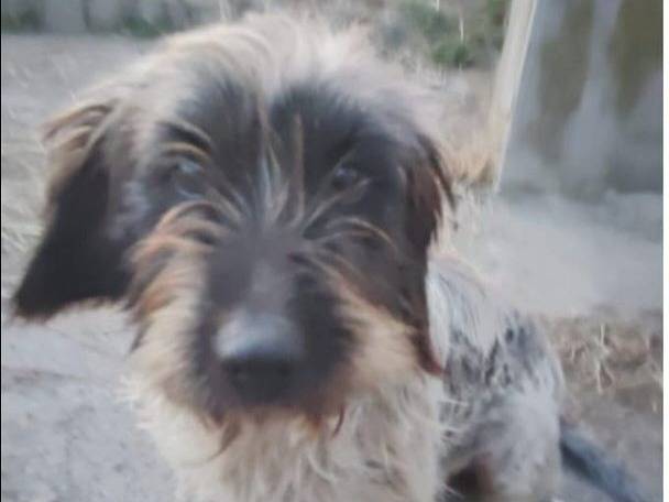 Adozione cane, femmina, Razza sconosciuta Razza sconosciuta, 4 anni e 2 mesi, taglia media contenuta, Pavia
