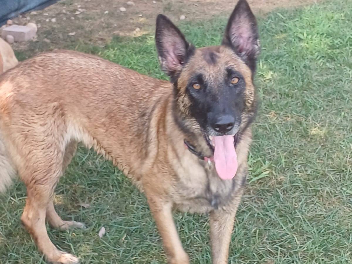 Adotta un cane, taglia grande, femmina, Mantova