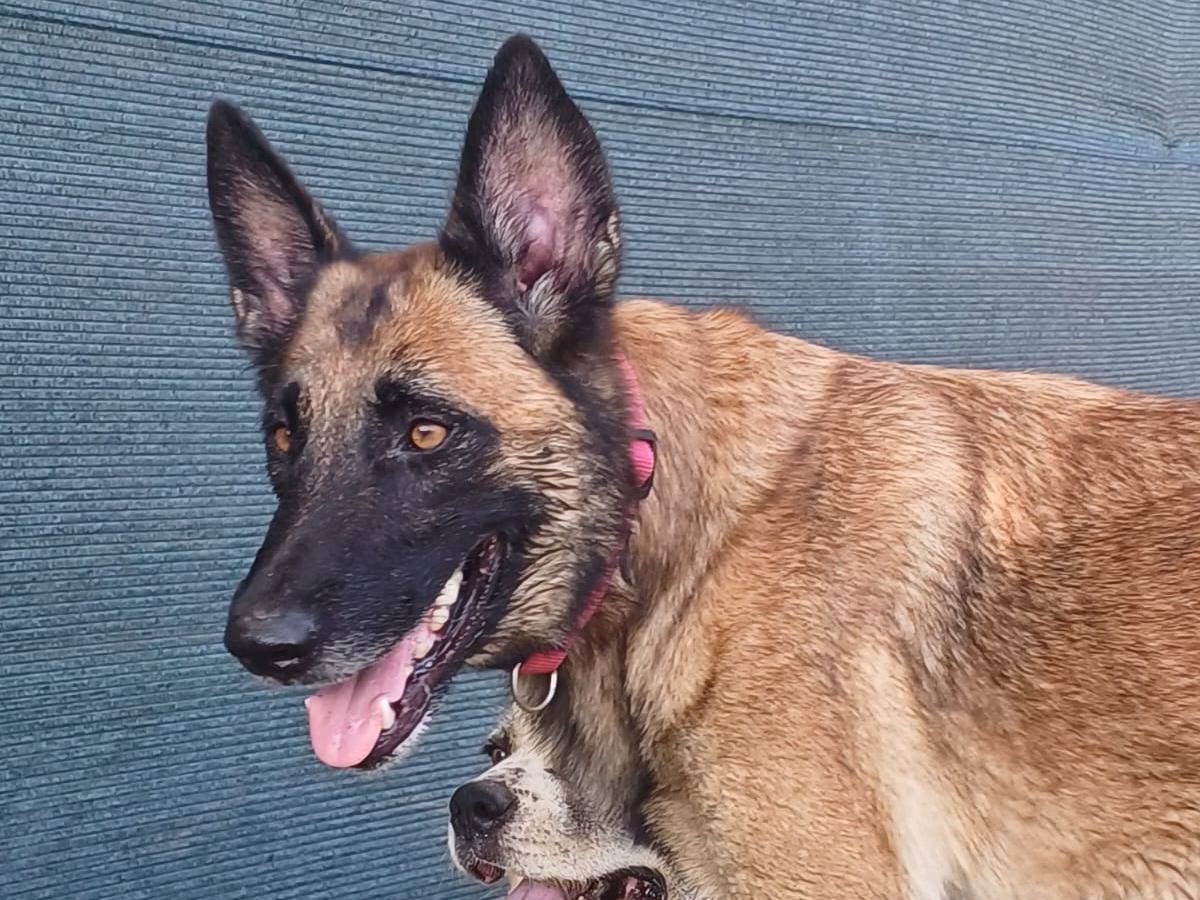 Adotta il cane LAIKA a Mantova