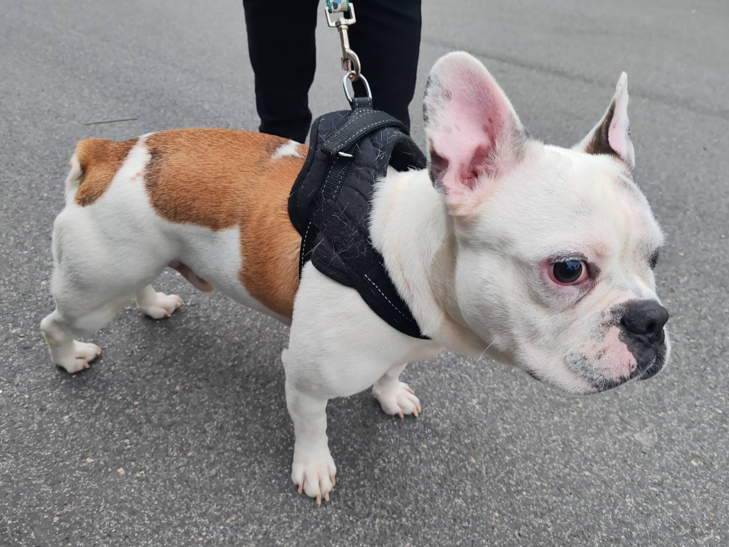 Adozione cane, maschio, Bulldog francese Razza sconosciuta, 3 anni e 2 mesi, taglia media contenuta, Roma