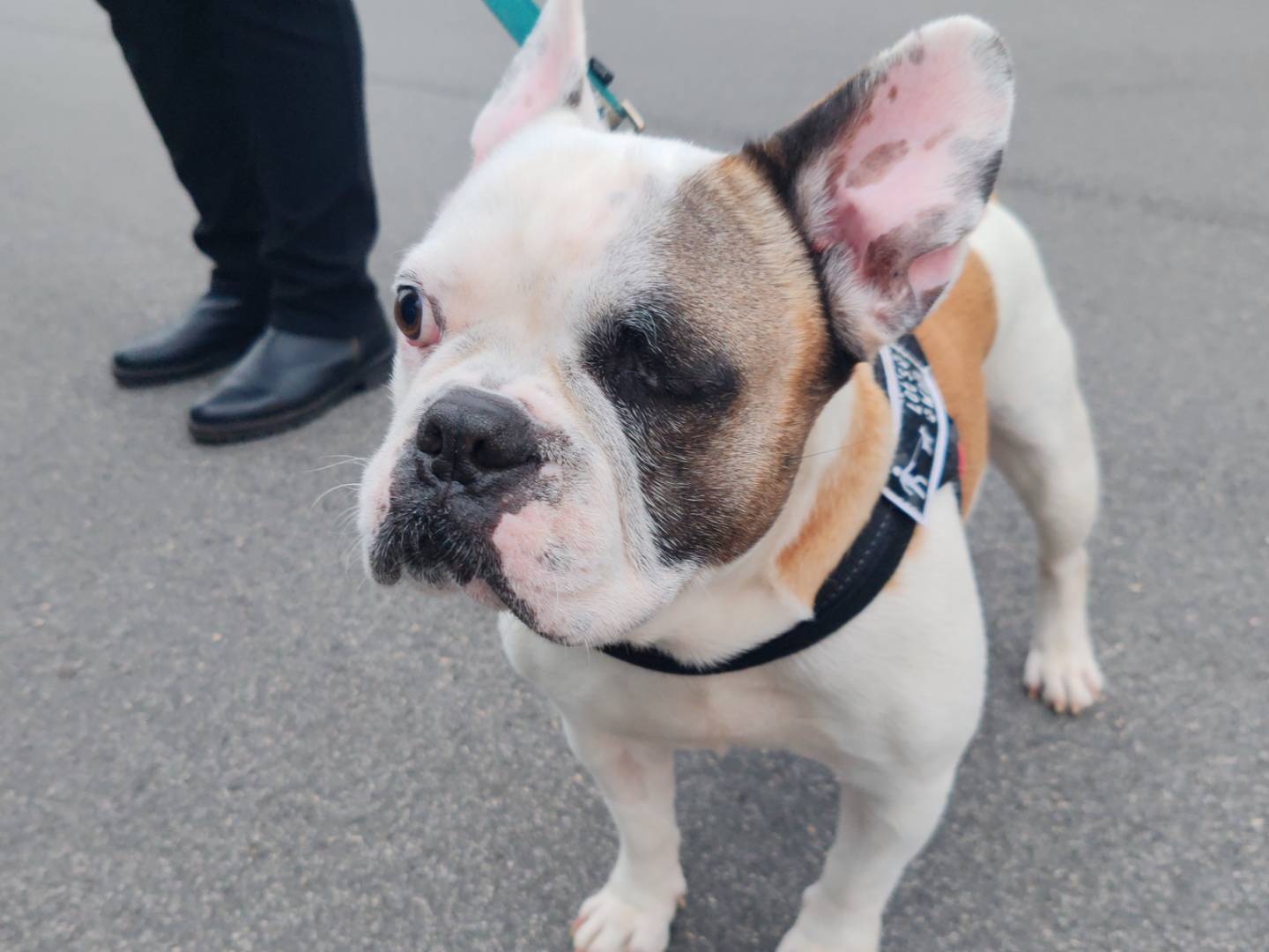 Adotta un cane, maschio, 3 anni e 2 mesi, Roma