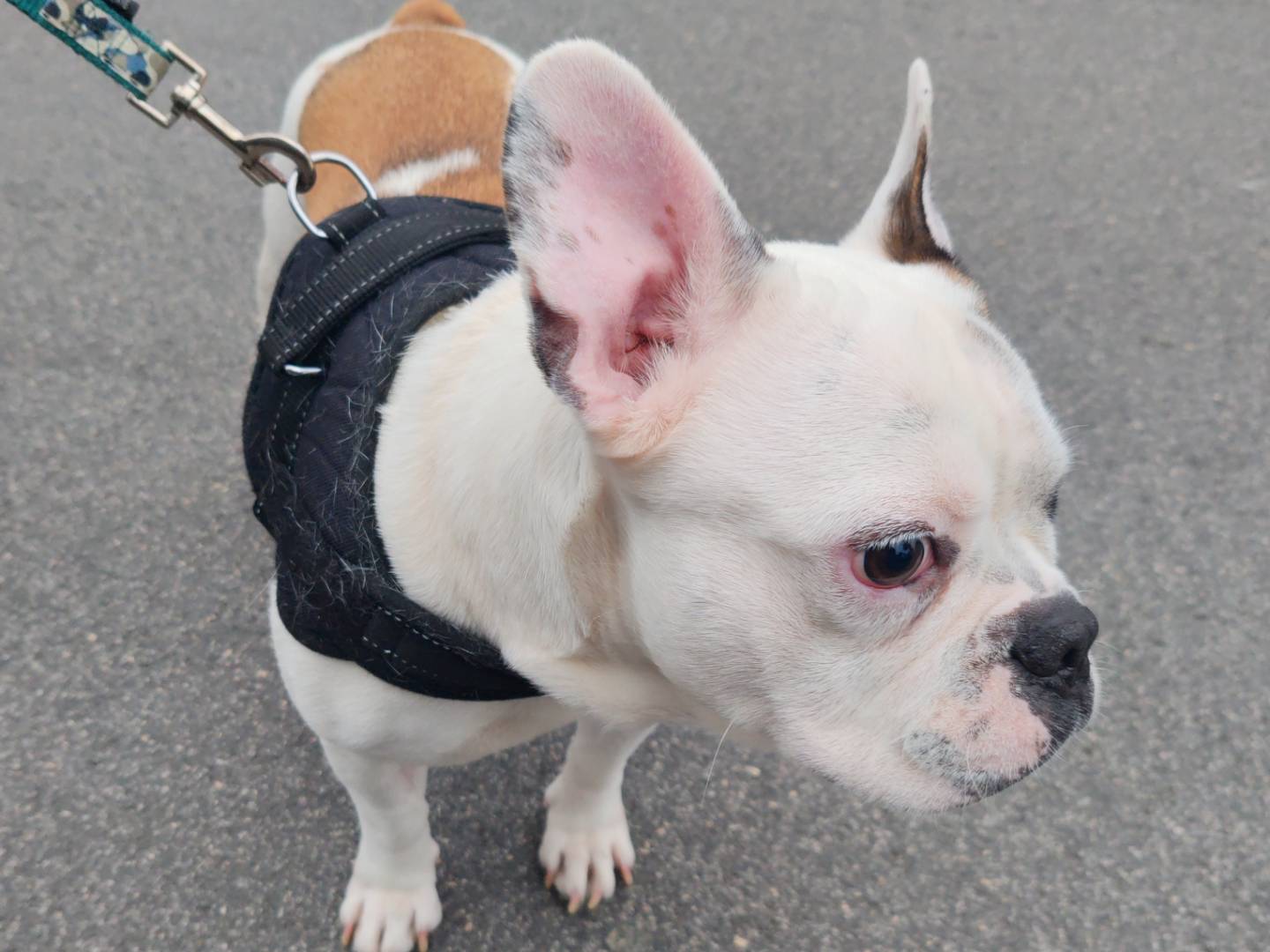 Adotta un cane, taglia media contenuta, maschio, Roma