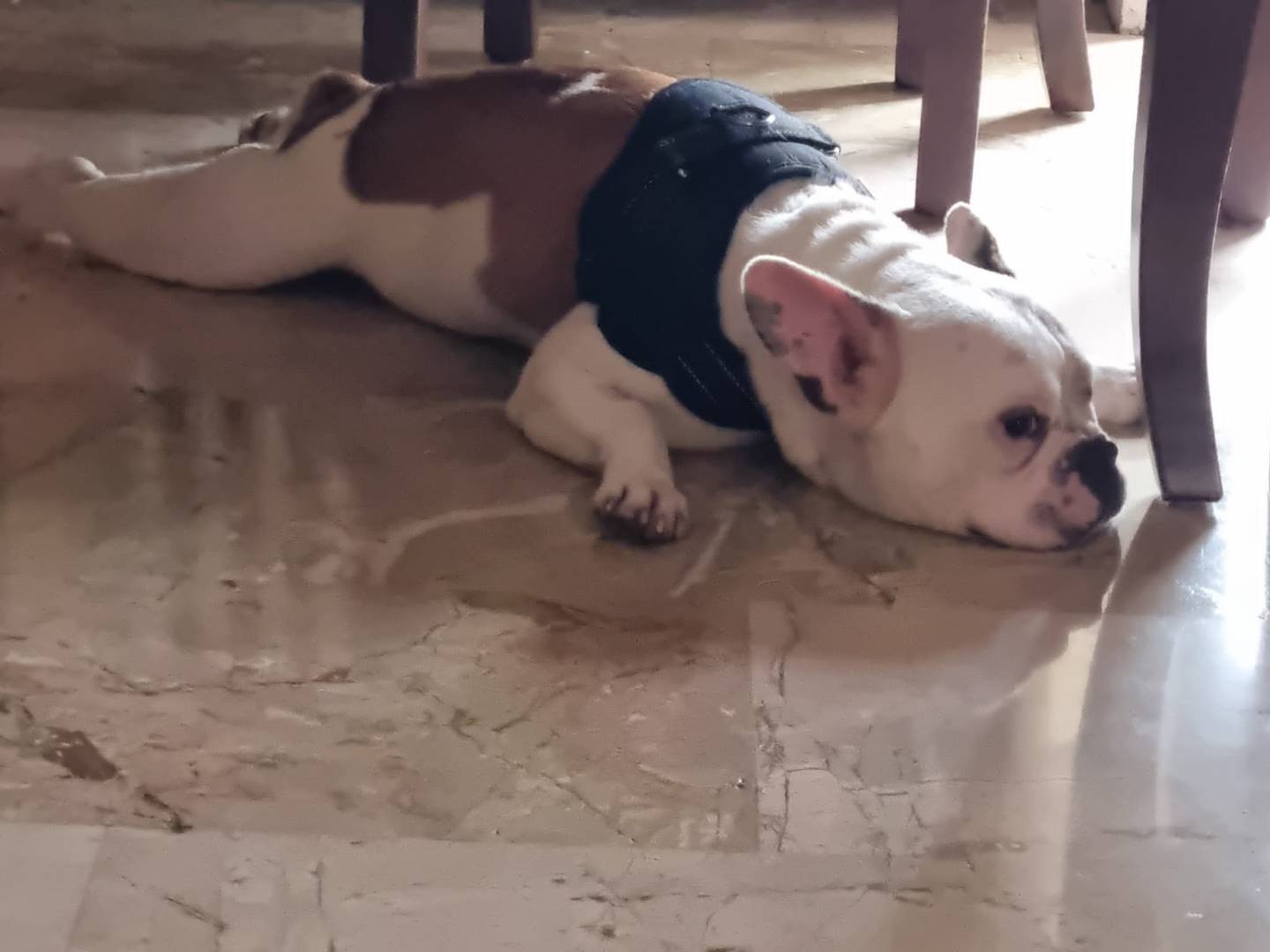 Vuoi adottare un cane a Roma?