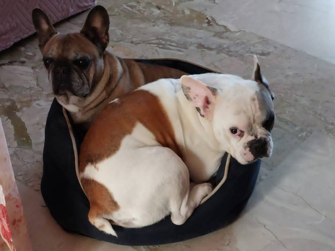 Adotta il cane Gino a Roma