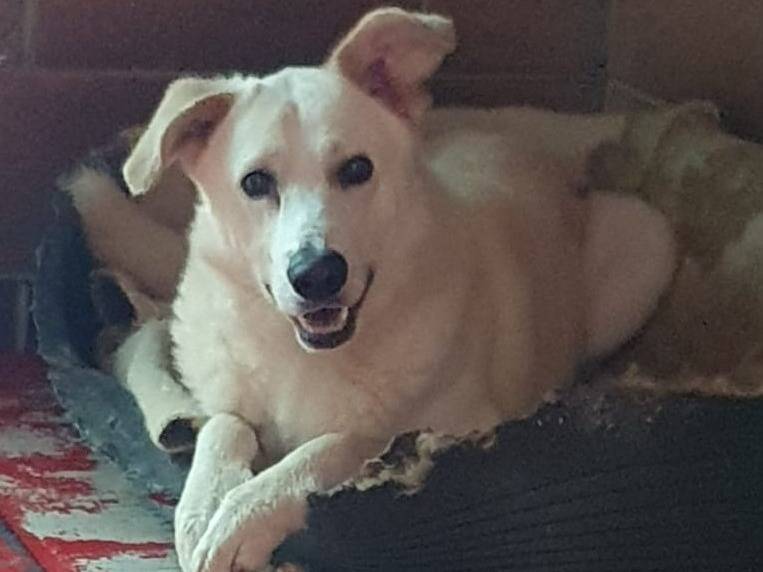 Adozione cane, maschio, Razza sconosciuta Razza sconosciuta, 4 anni e 2 mesi, taglia grande, Milano