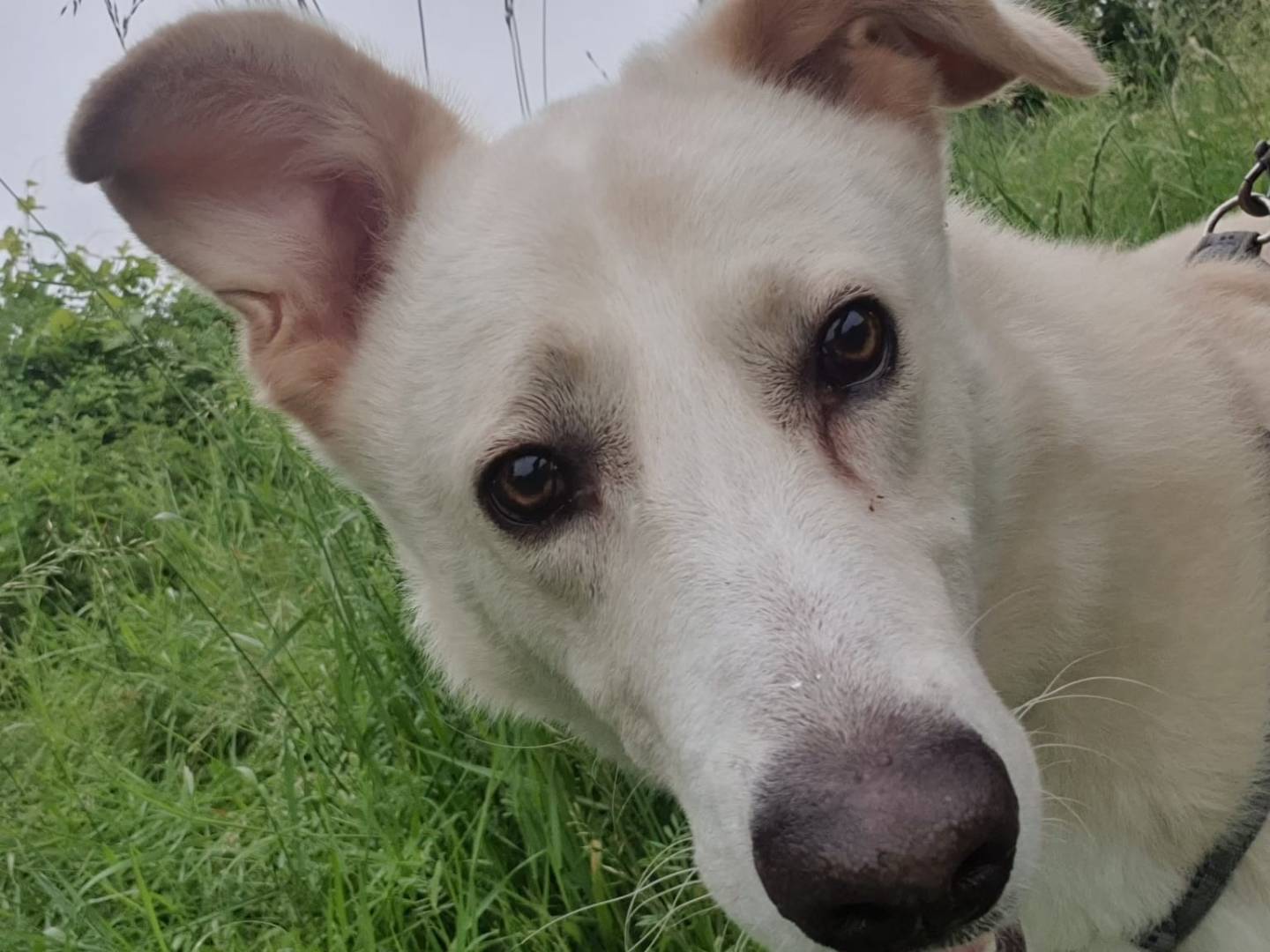 Adotta un cane, maschio, 4 anni e 2 mesi, Milano