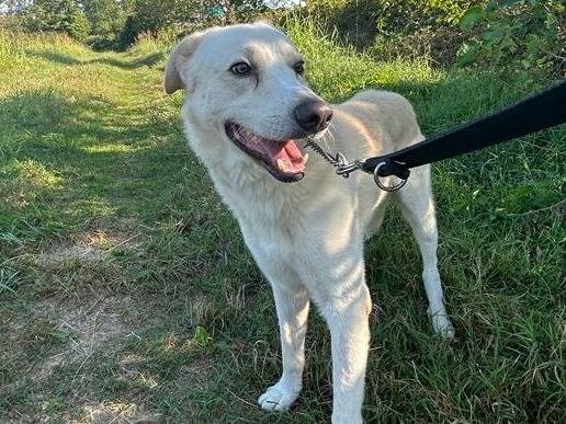 Adotta un cane, taglia grande, maschio, Milano