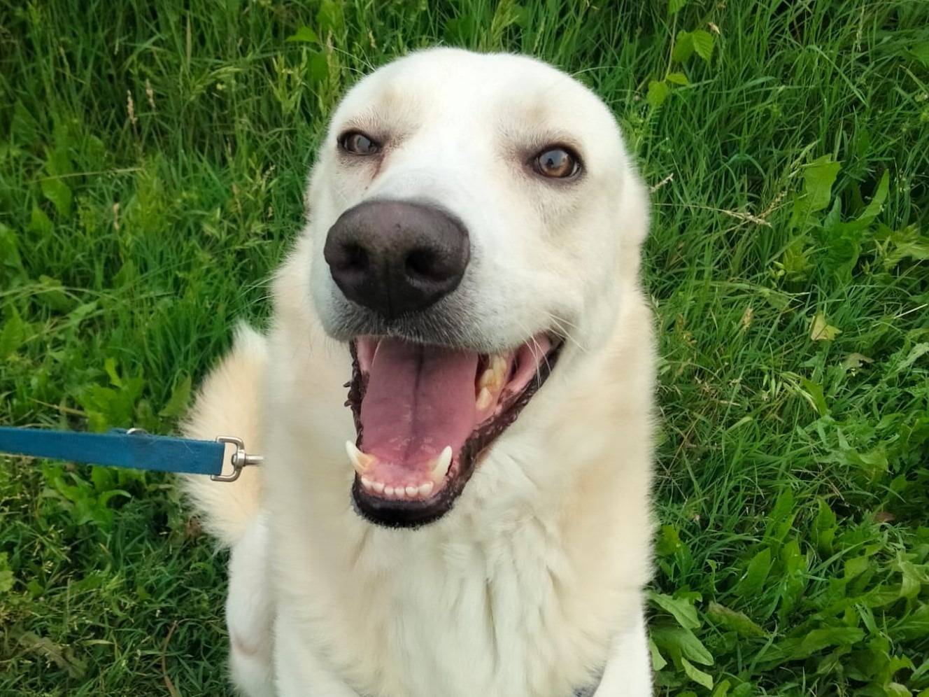 Adotta il cane Oliver a Milano