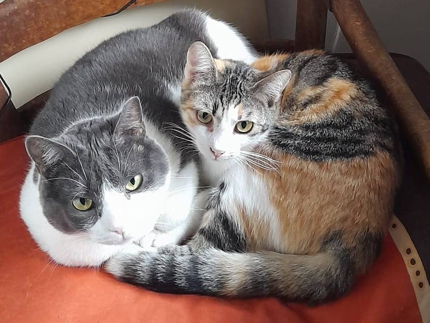 Adozione gatto, femmina, Razza sconosciuta Razza sconosciuta, 2 anni e 2 mesi, taglia non valida, Parma