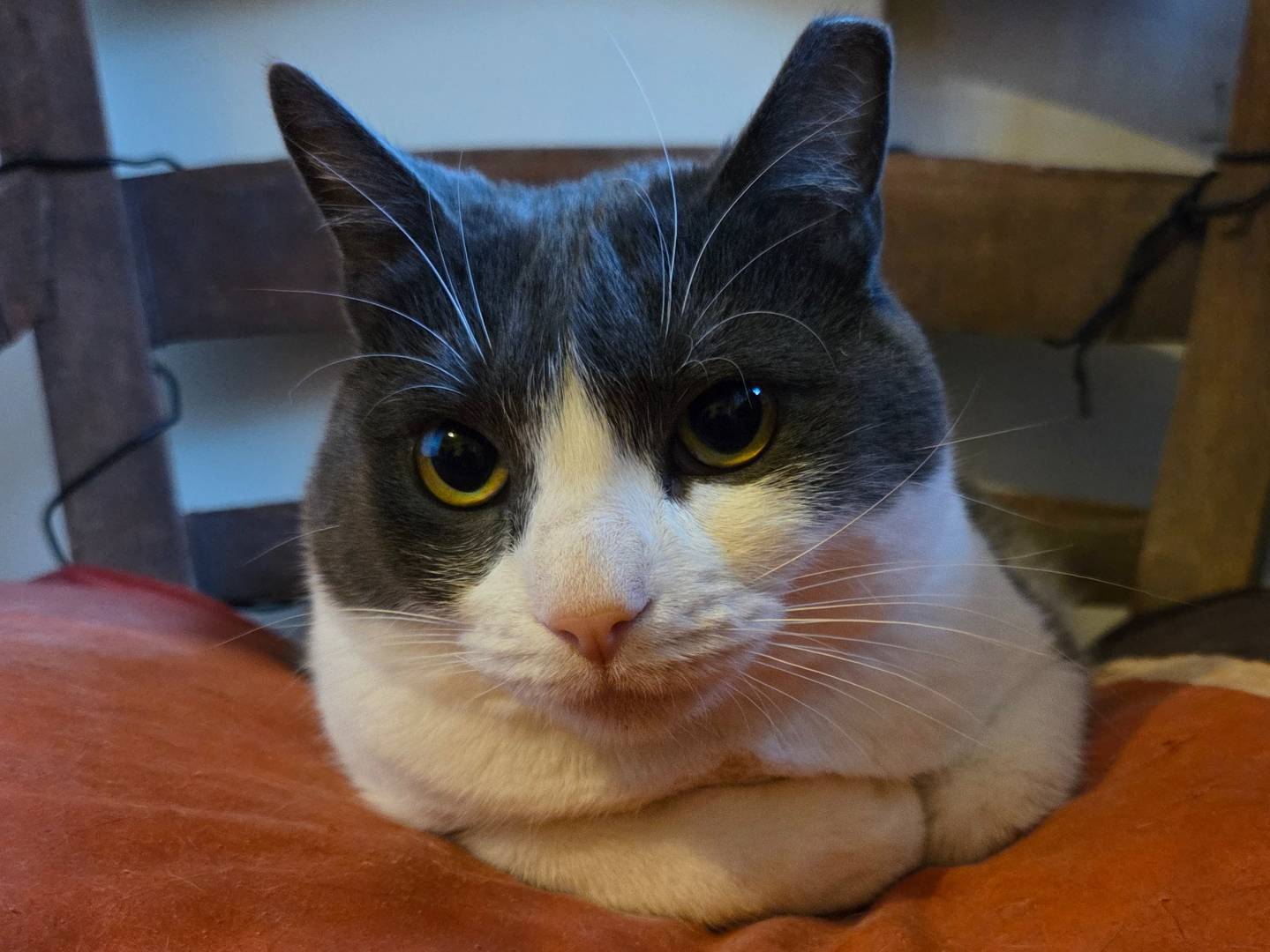 Adotta un gatto, femmina, 2 anni e 2 mesi, Parma