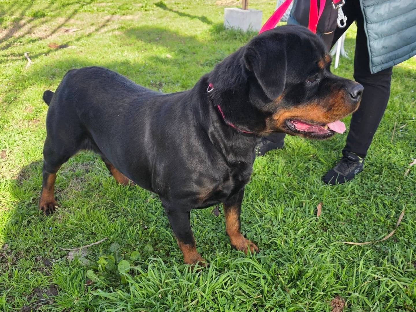 Adotta un cane, femmina, 4 anni e 9 mesi, Caserta