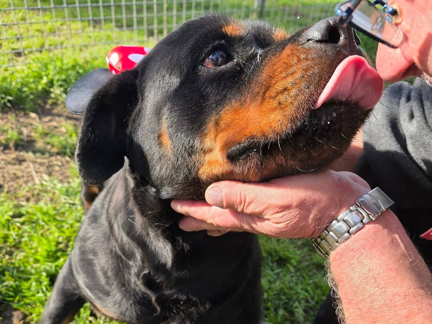 Vuoi adottare un cane a Caserta?