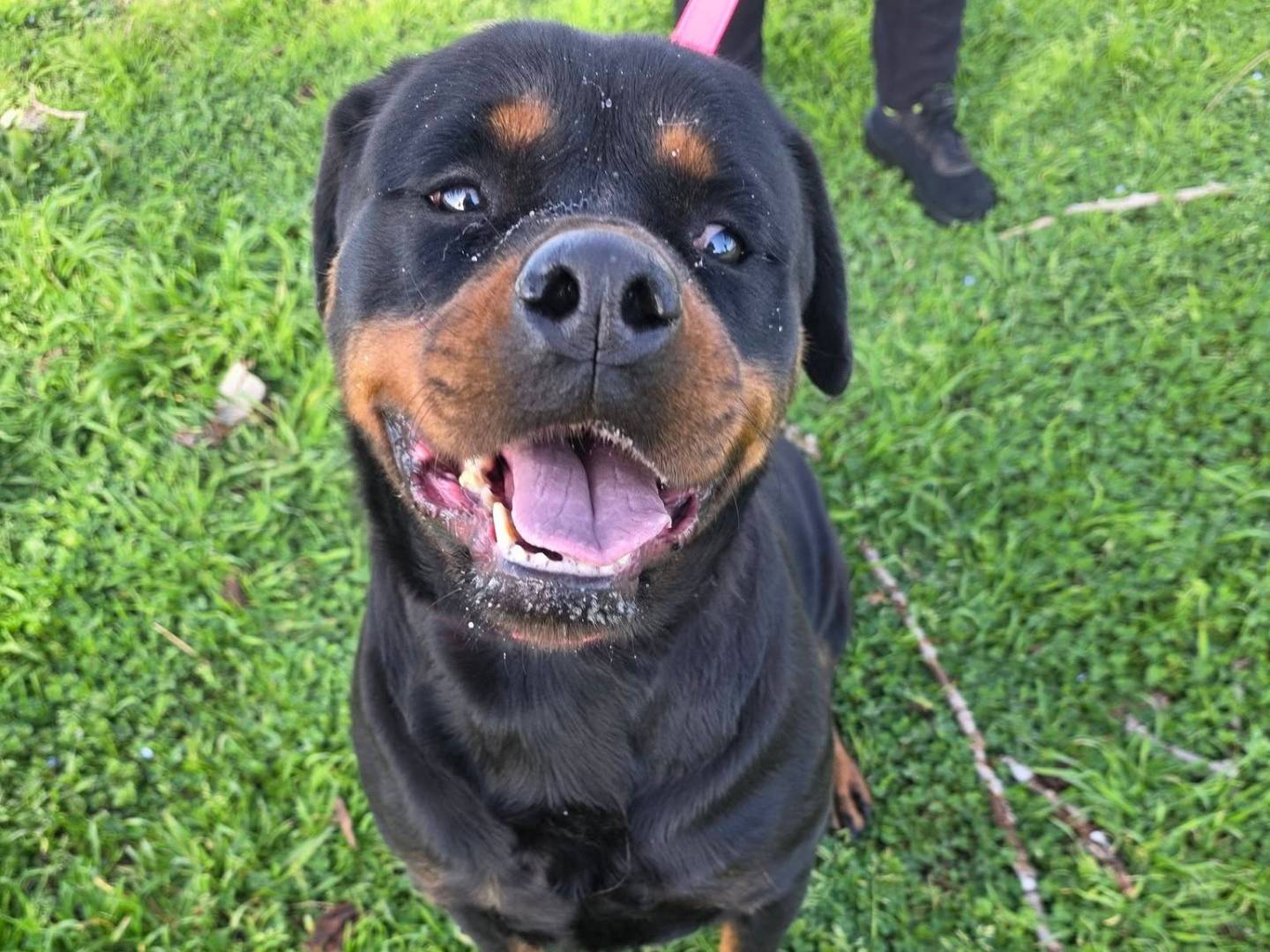 Adotta il cane Xena a Caserta