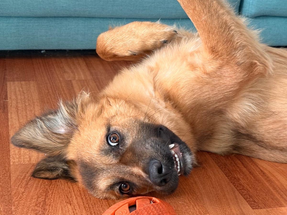 Adozione cane, maschio, Razza sconosciuta Razza sconosciuta, 1 anno e 1 mese, taglia media, Padova