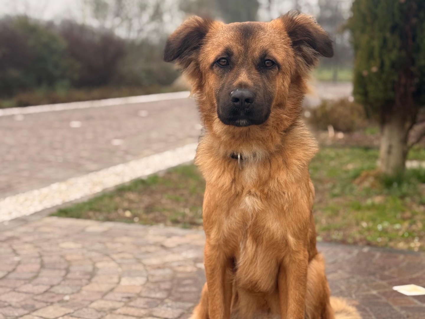 Adotta un cane, maschio, 1 anno e 1 mese, Padova