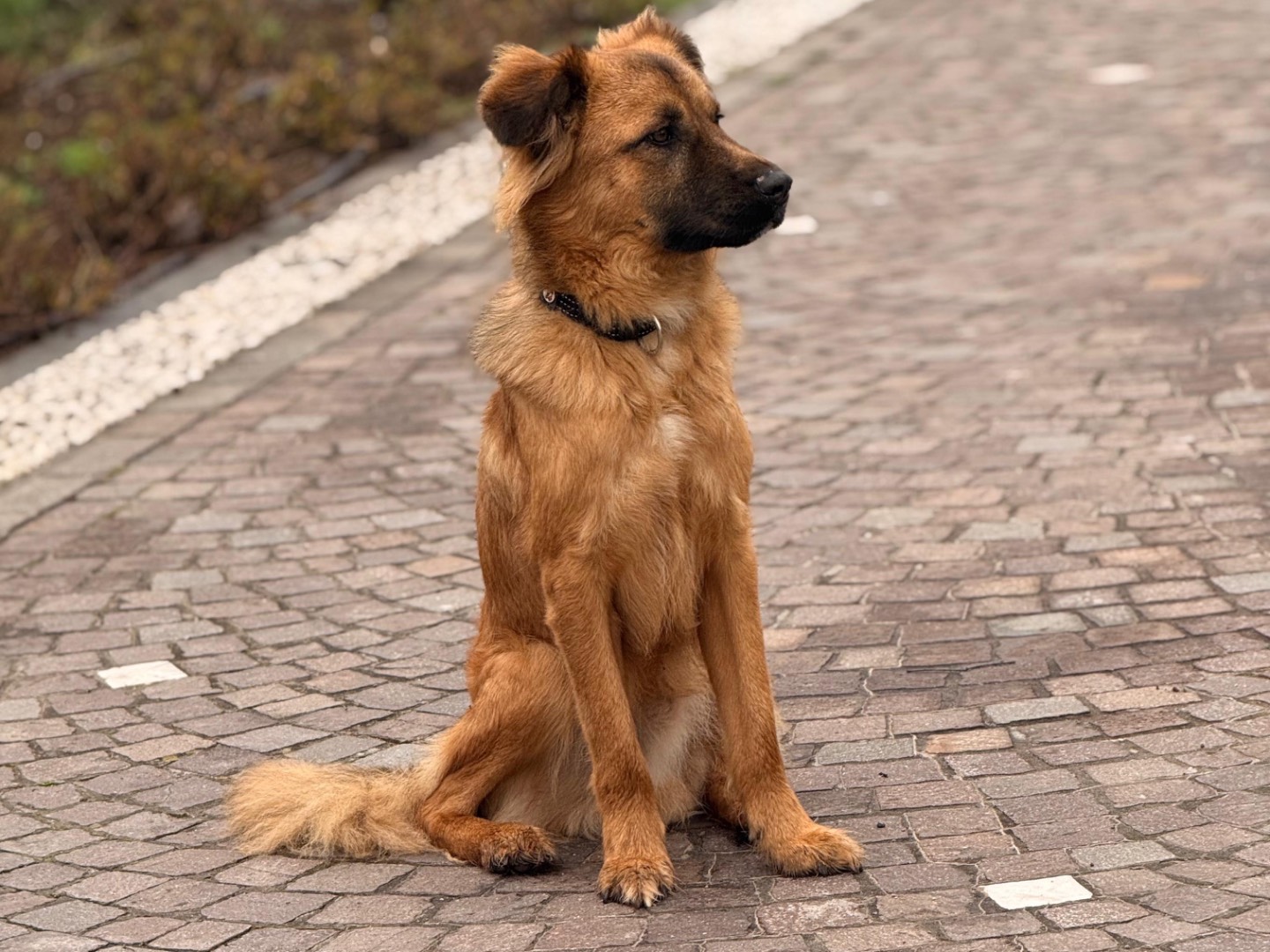 Adotta un cane, taglia media, maschio, Padova