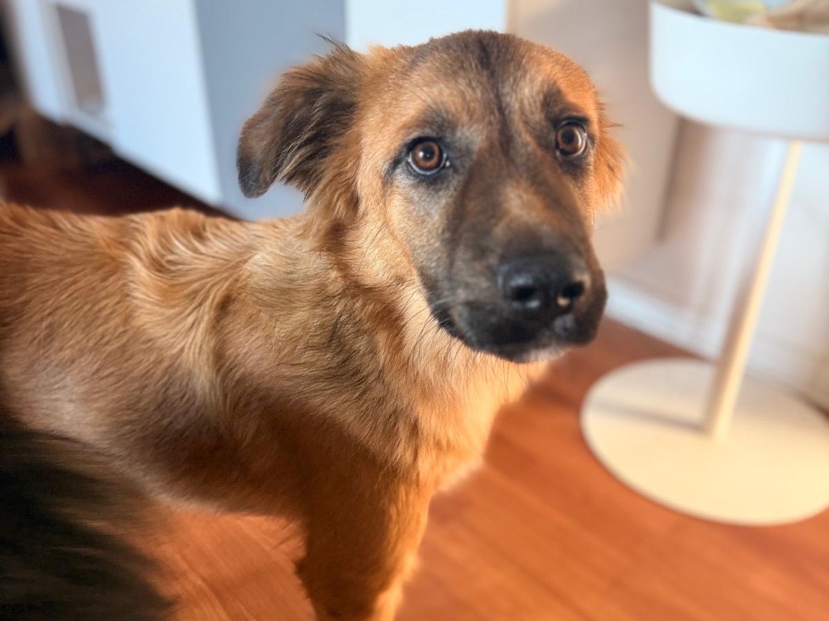 Vuoi adottare un cane a Padova?