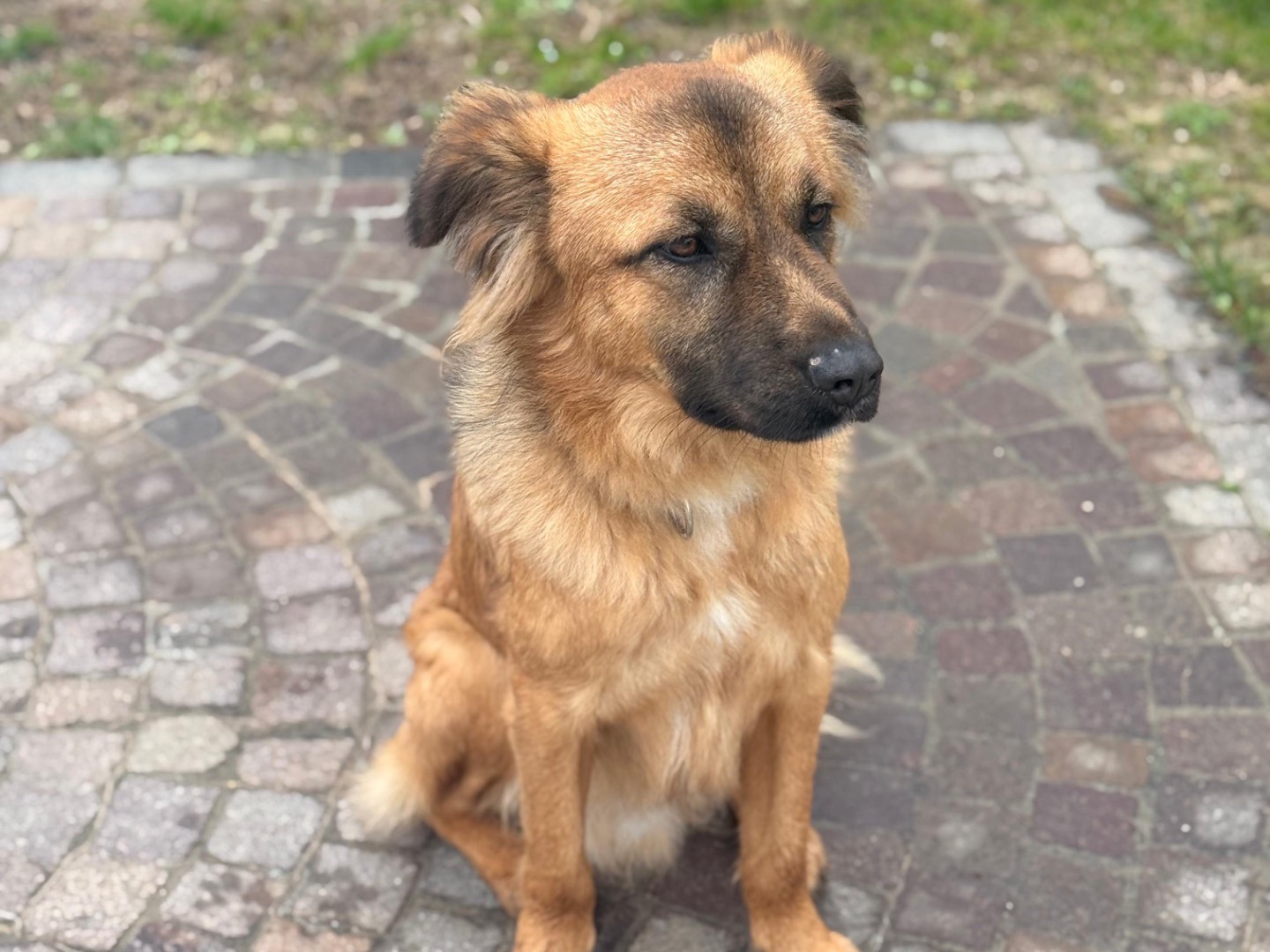 Adotta il cane Icaro a Padova