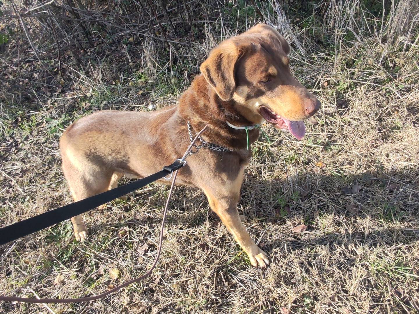 Adotta un cane, maschio, 4 anni e 10 mesi, Roma