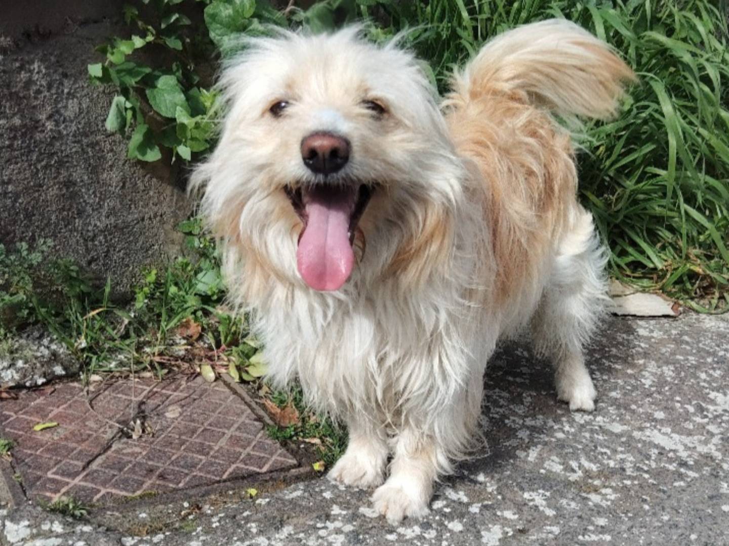 Adozione cane, maschio, Razza sconosciuta Razza sconosciuta, 2 anni, taglia piccola, Bergamo