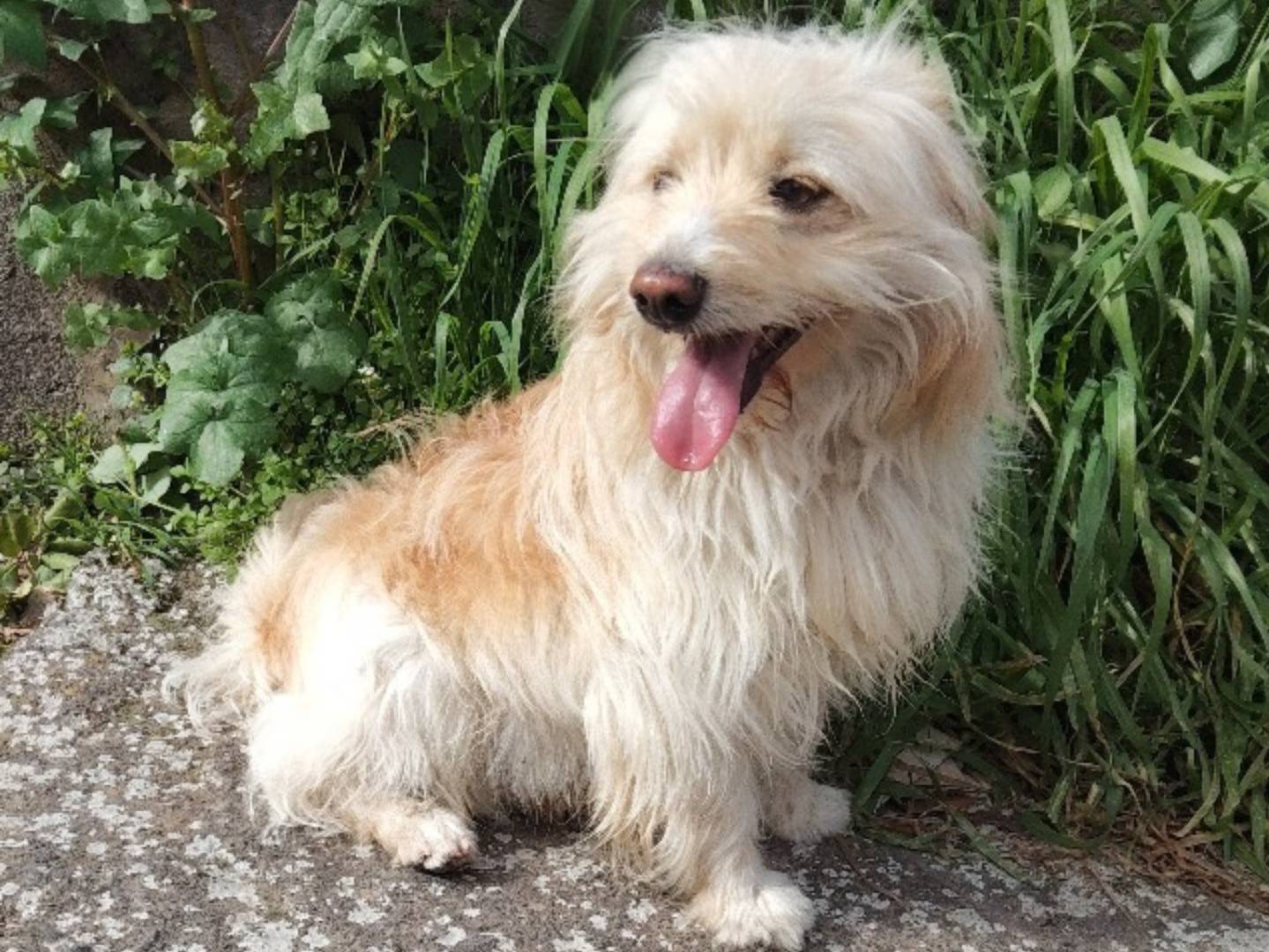 Adotta un cane, maschio, 2 anni, Bergamo