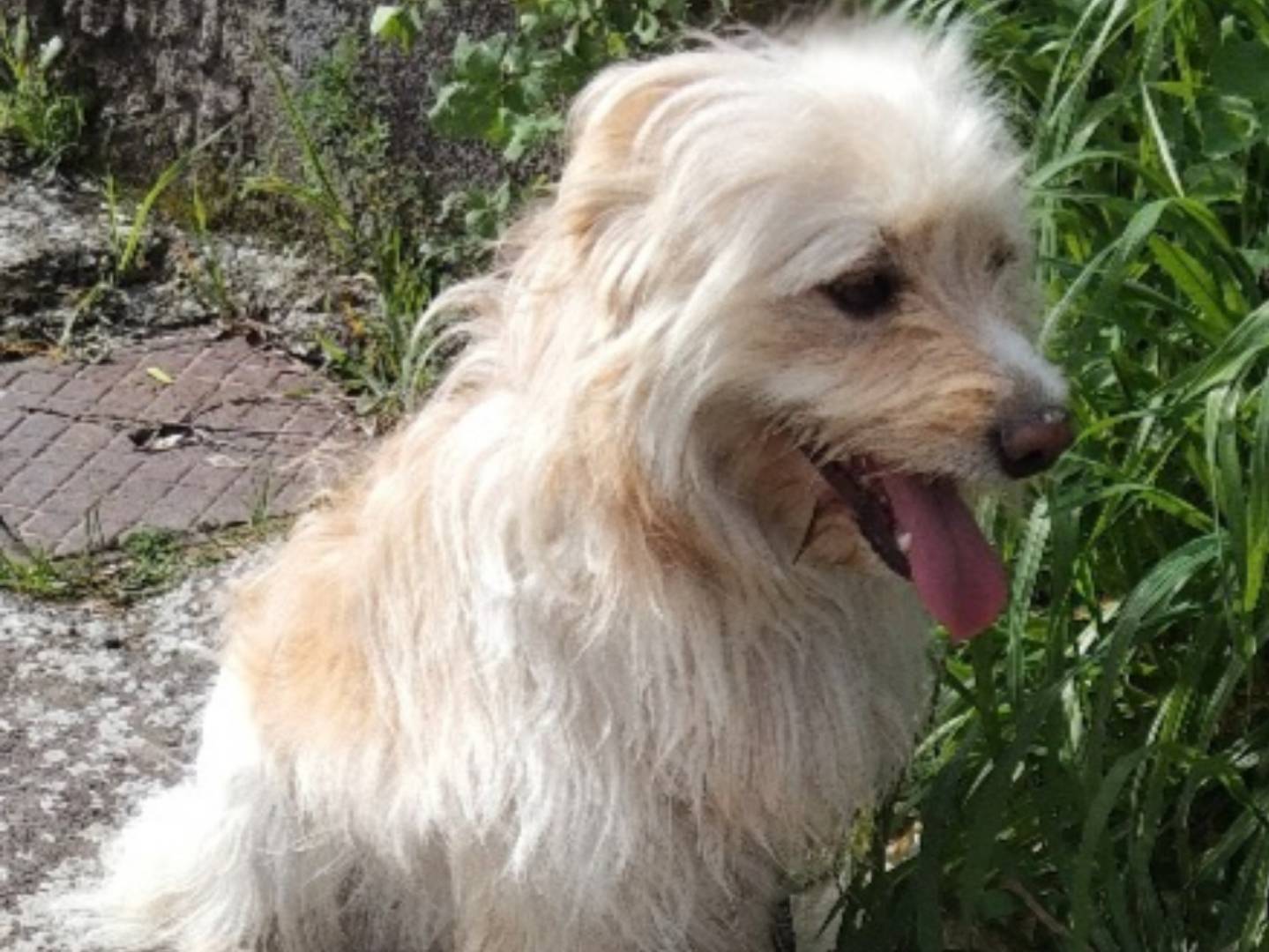 Vuoi adottare un cane a Bergamo?